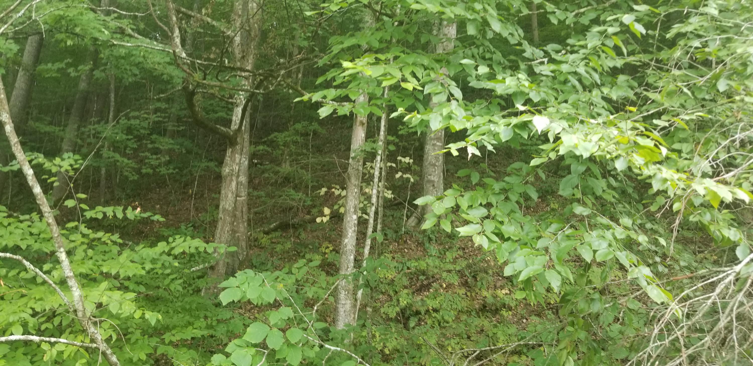 4721 Yuma Road Gate City, VA 24251 - Photo 22 of 25 20200827_172444