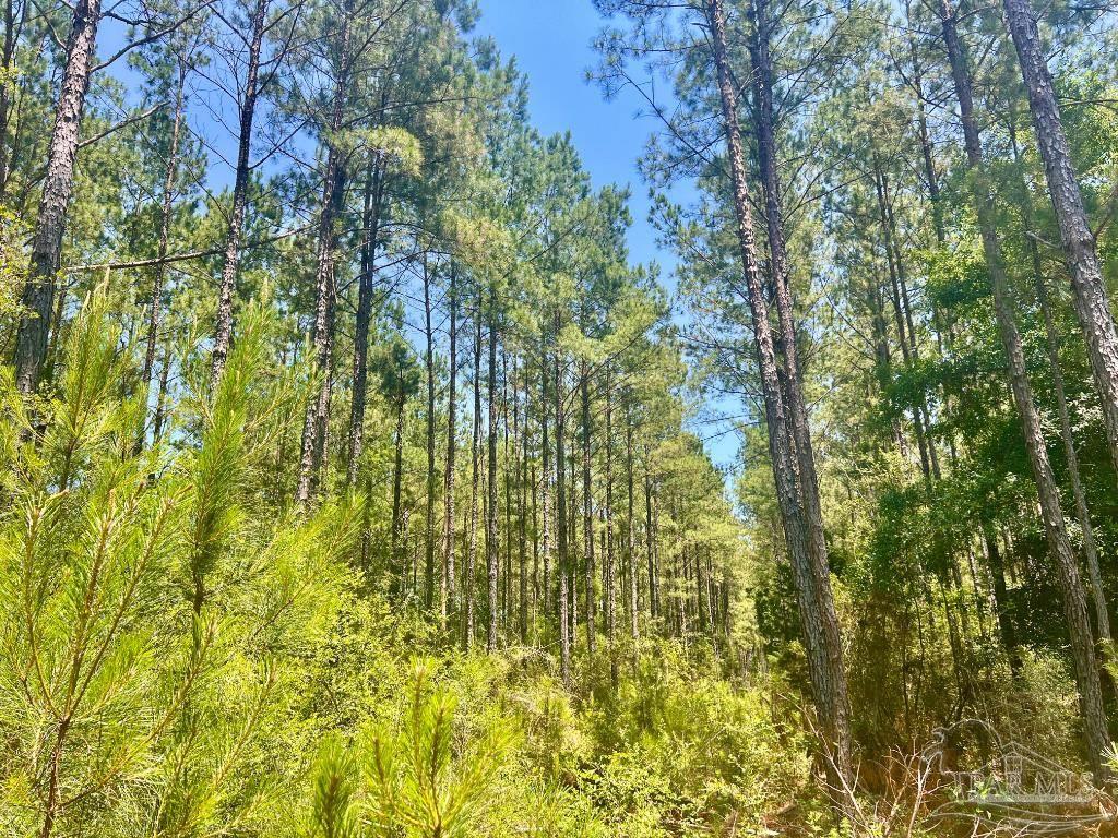 182 Jay Jay, FL 32565 - Photo 14 of 19 a close up of a plant