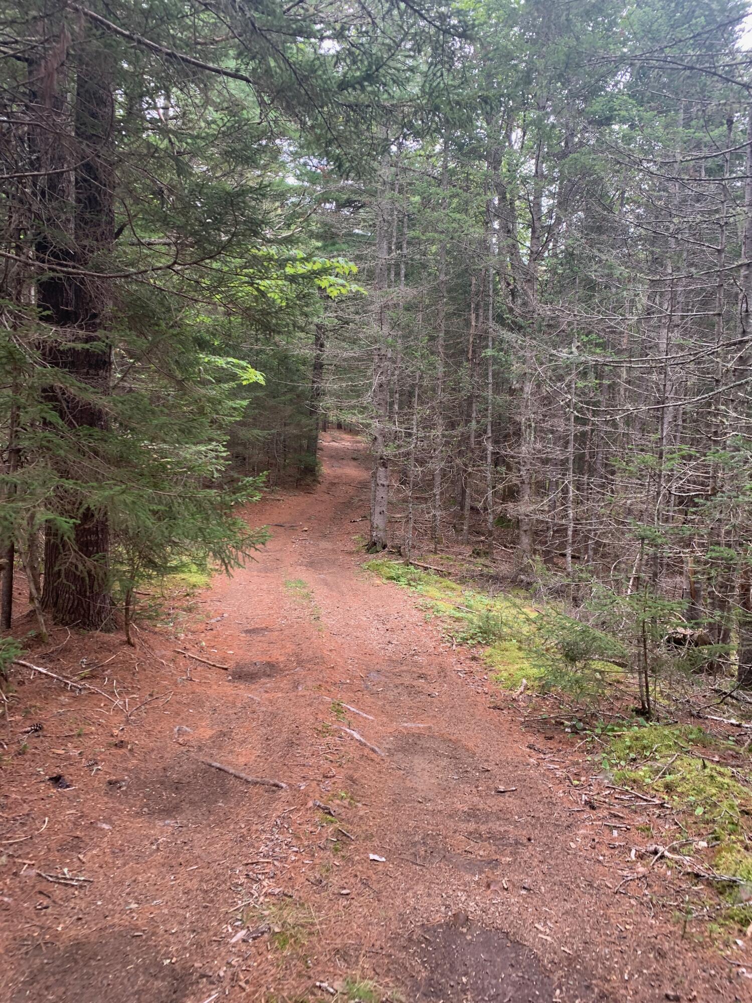 Lot 14 Off Steam Mill Road Robbinston, ME 04671 - Photo 32 of 67 IMG_2276