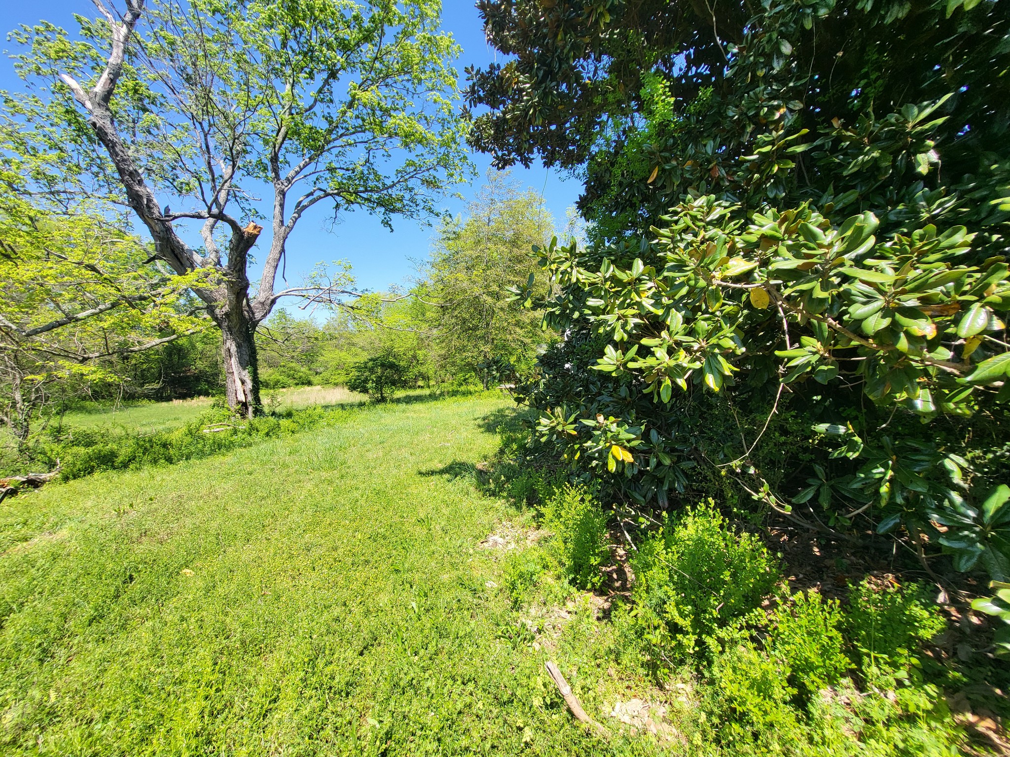 2419 Maple Street Chattanooga, TN 37406 - Photo 24 of 32 a view of yard with green space