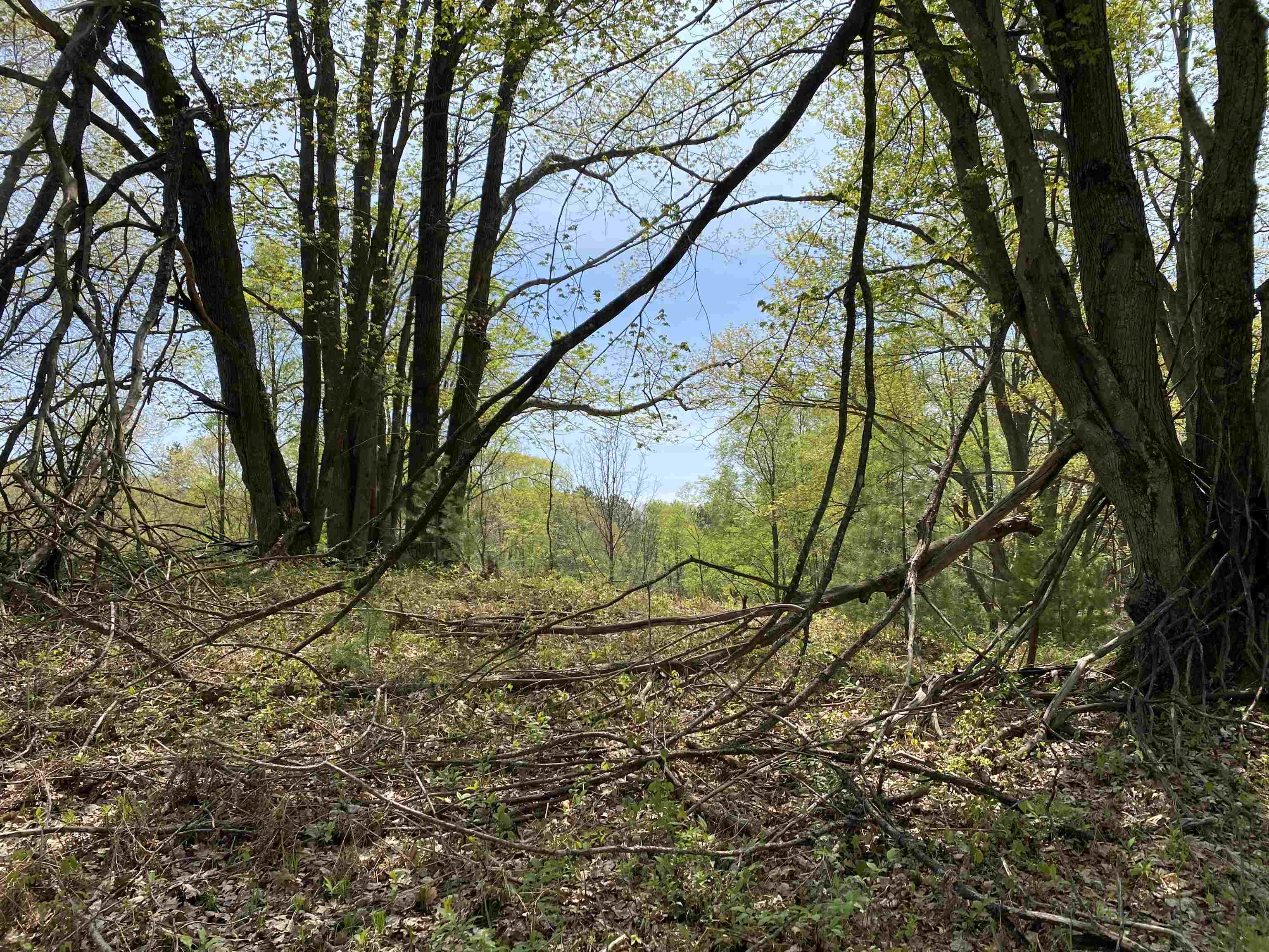 47 South 47 3/4 Road, Unit FOREST DRIVE LOT: 4 Cadillac, MI 49601 - Photo 14 of 14