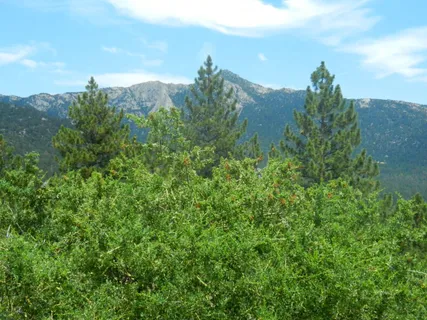 $120,000 | Big Rock, Idyllwild, CA 92549