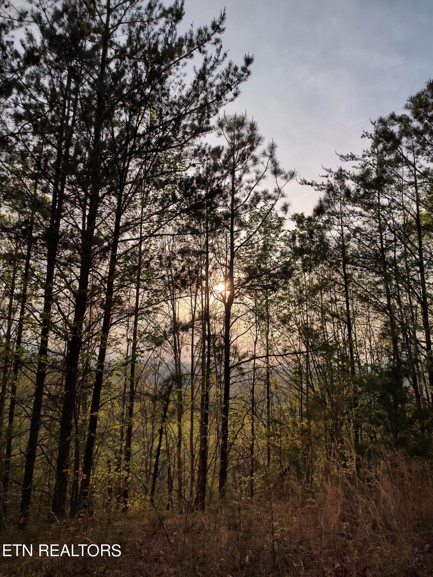 Green Forest Road Cosby, TN 37722 - Photo 3 of 17 Sunset pic 2