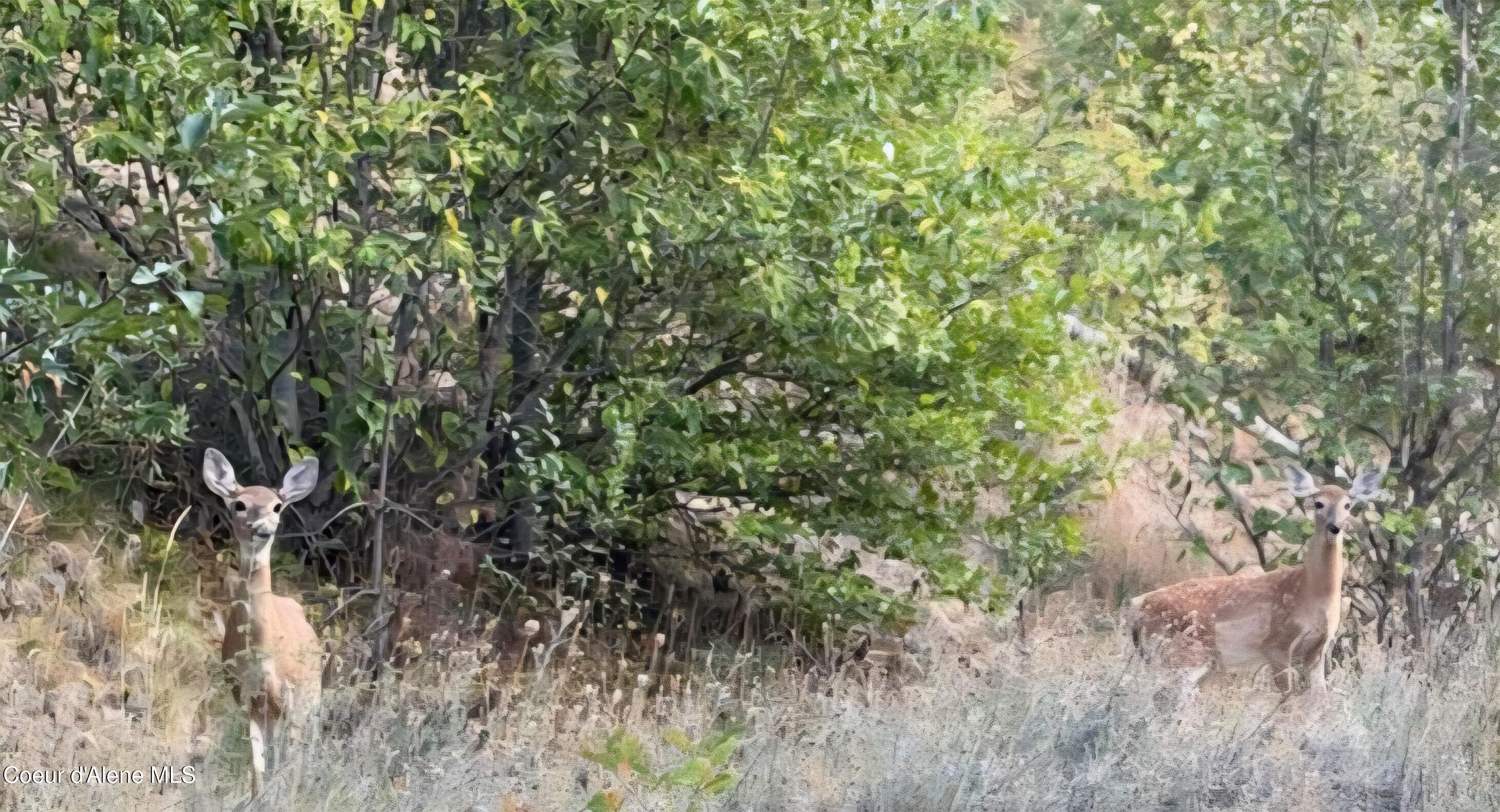11 Flying Eagle Drive Harrison, ID 83833 - Photo 15 of 16 IMG_0514