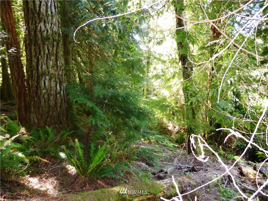 3 Northwest Stavis Bay Road Seabeck, WA 98380 - Photo 11 of 13 Gallery Image 11