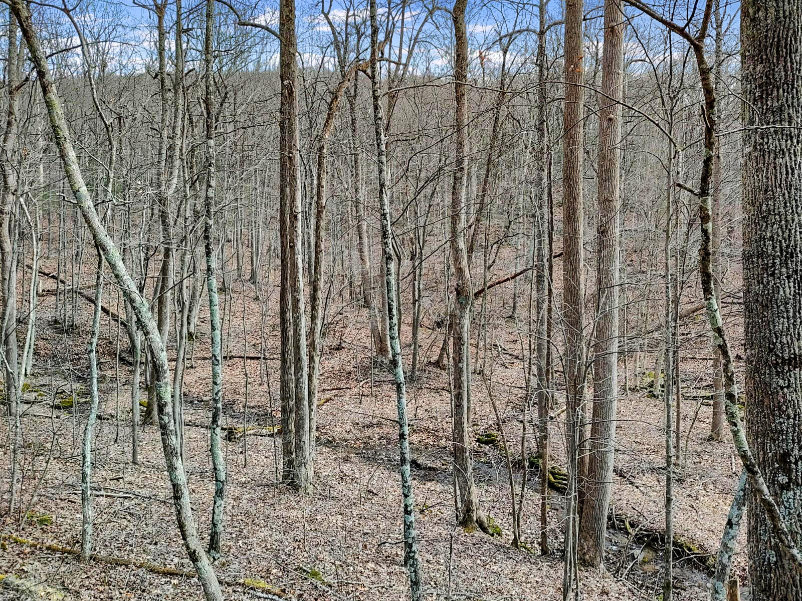 0 Glendale Road Bent Mountain, VA 24059 - Photo 10 of 15 IMG_20230118_130602181_HDR