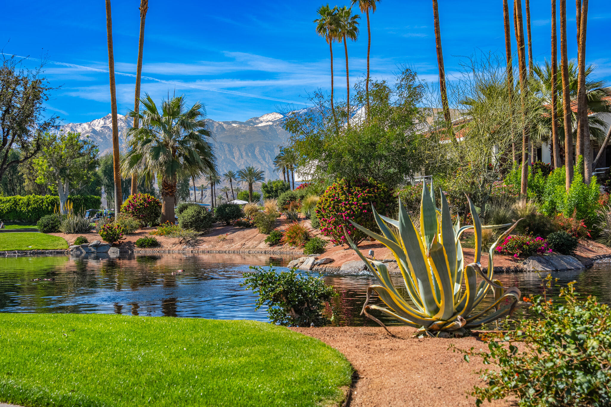 52 Princeton Drive Rancho Mirage, CA 92270 - Photo 49 of 52 a view of a backyard with palm trees