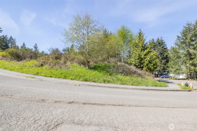 a street view with large trees