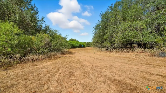 a row of trees and grassy field