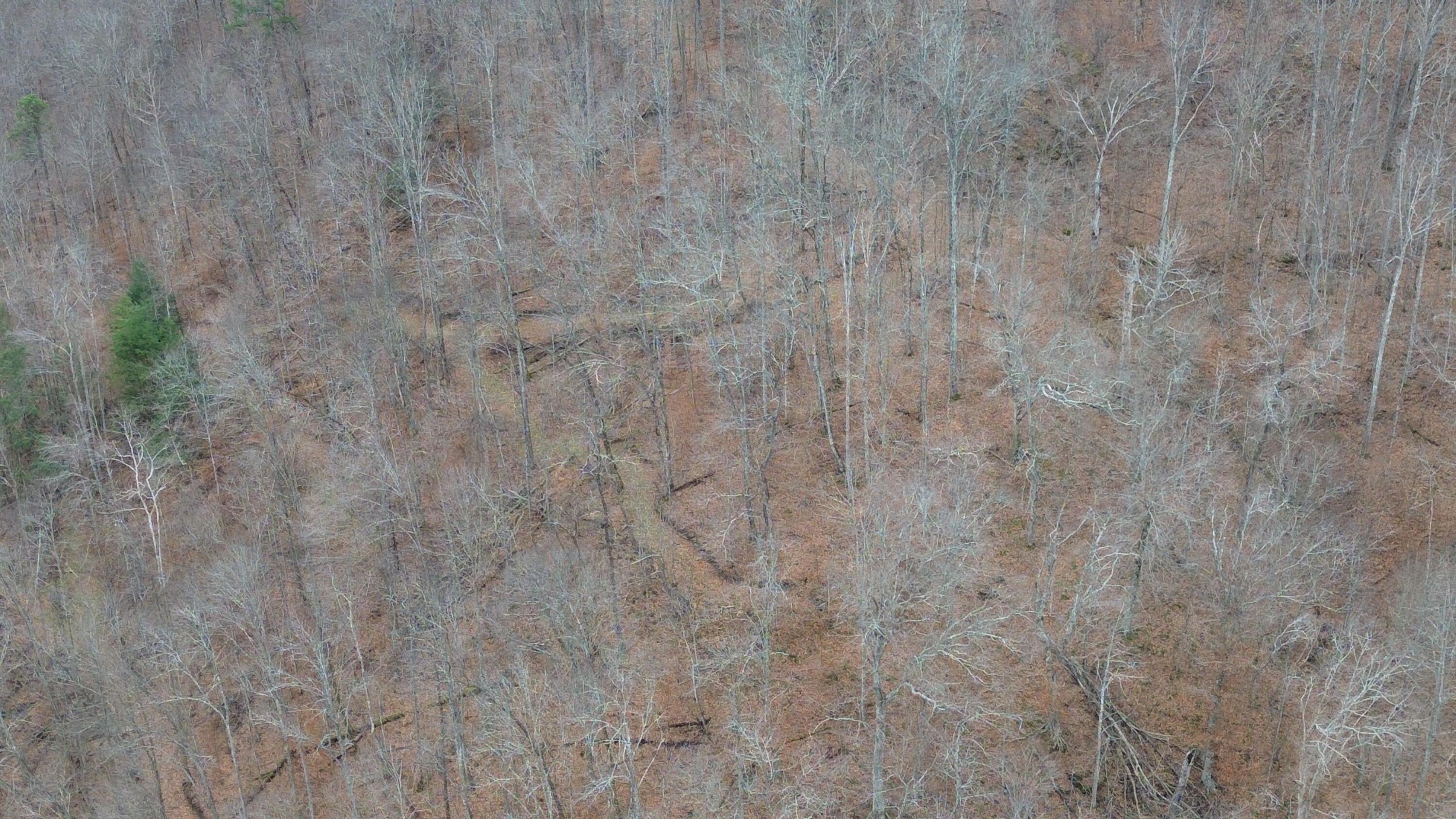 237 A Meat Scaffold Road Jackson, KY 41339 - Photo 44 of 44 Trees