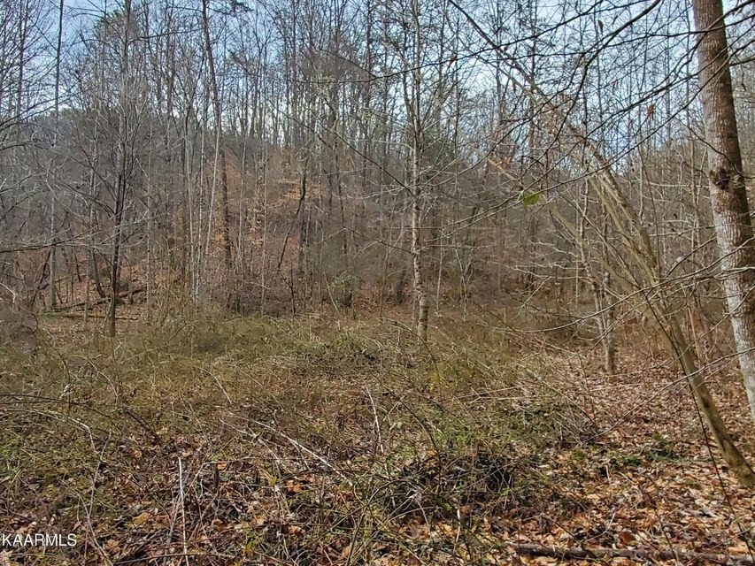0 Dripping Springs Road Seymour, TN 37865 - Photo 7 of 32 Gallery Image 7