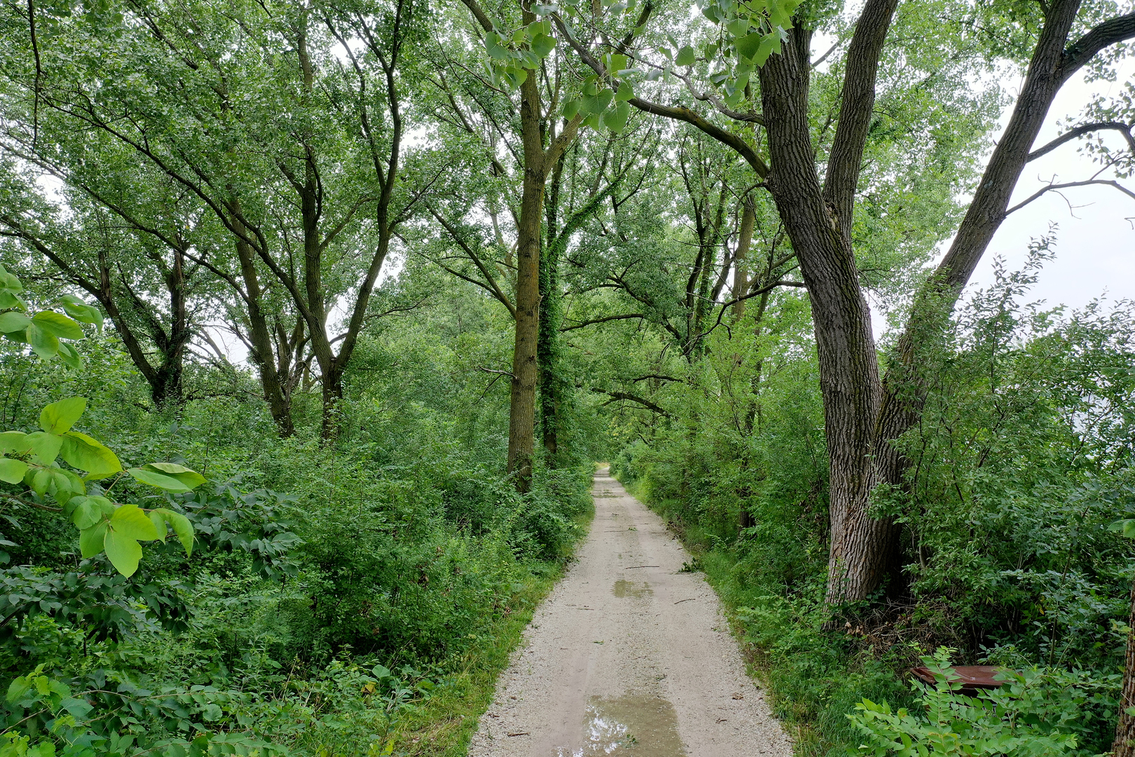 418 South 5000W Road Kankakee, IL 60901 - Photo 24 of 38 a view of a pathway of a forest