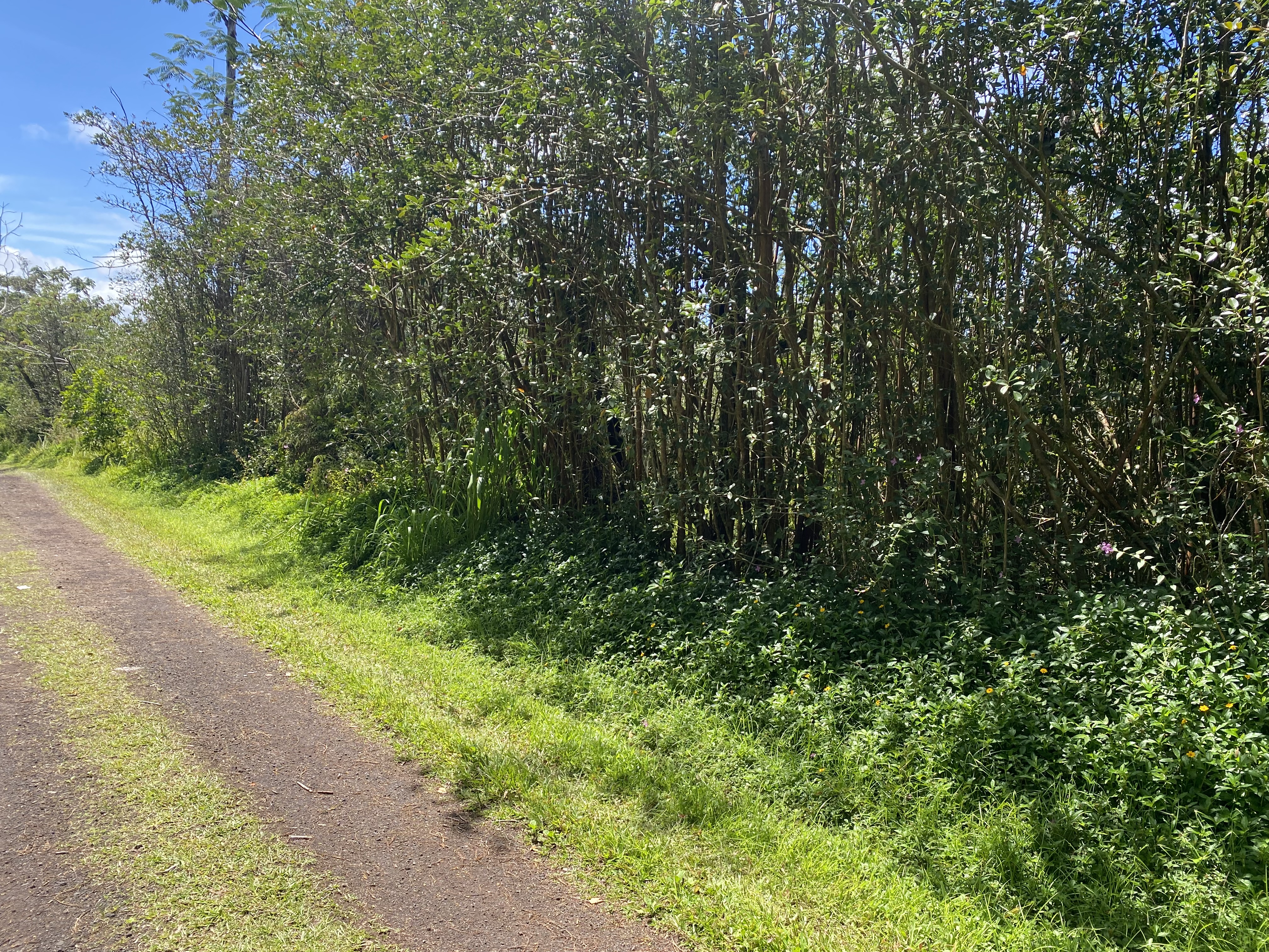 471 Seadrift Road Pahoa, HI 96778 - Photo 7 of 7 Gallery Image 7
