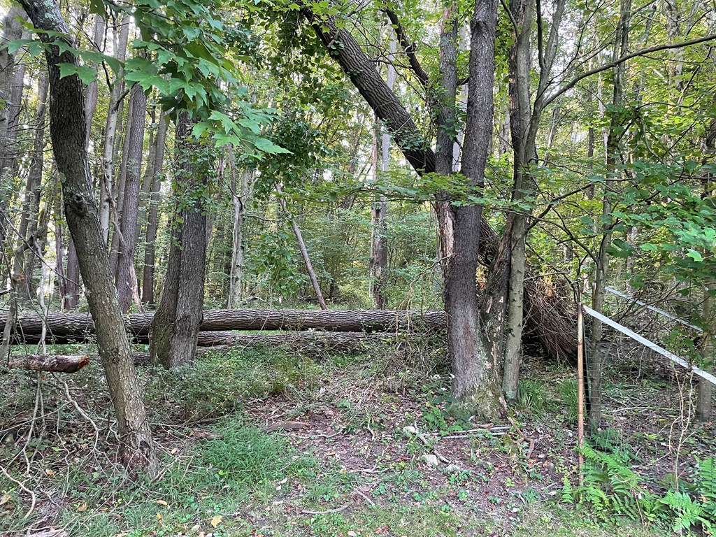 983 Lawsonham Road Rimersburg, PA 16248 - Photo 42 of 51 a view of a forest