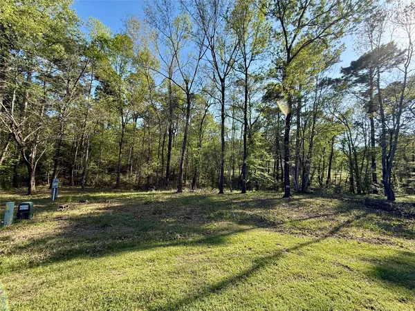 a view of a park with large trees