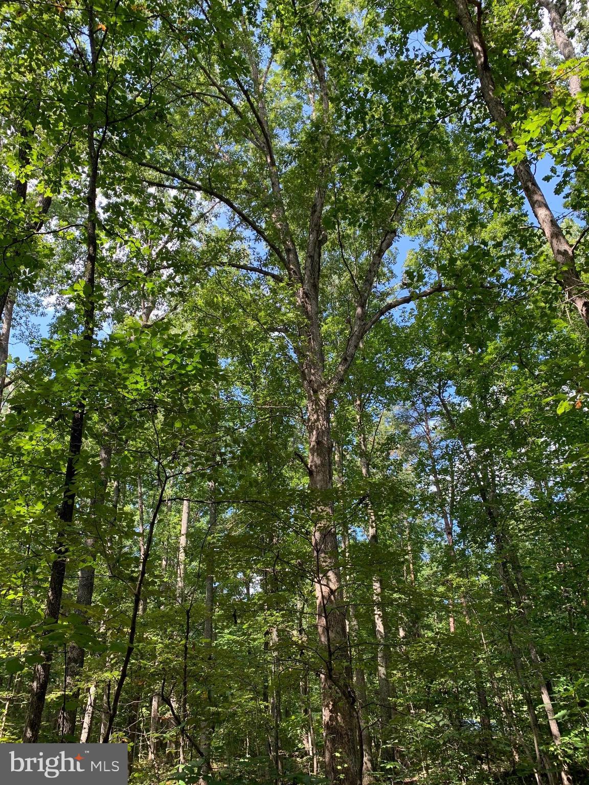 3 Chopt Road Gum Spring, VA 23065 - Photo 3 of 4