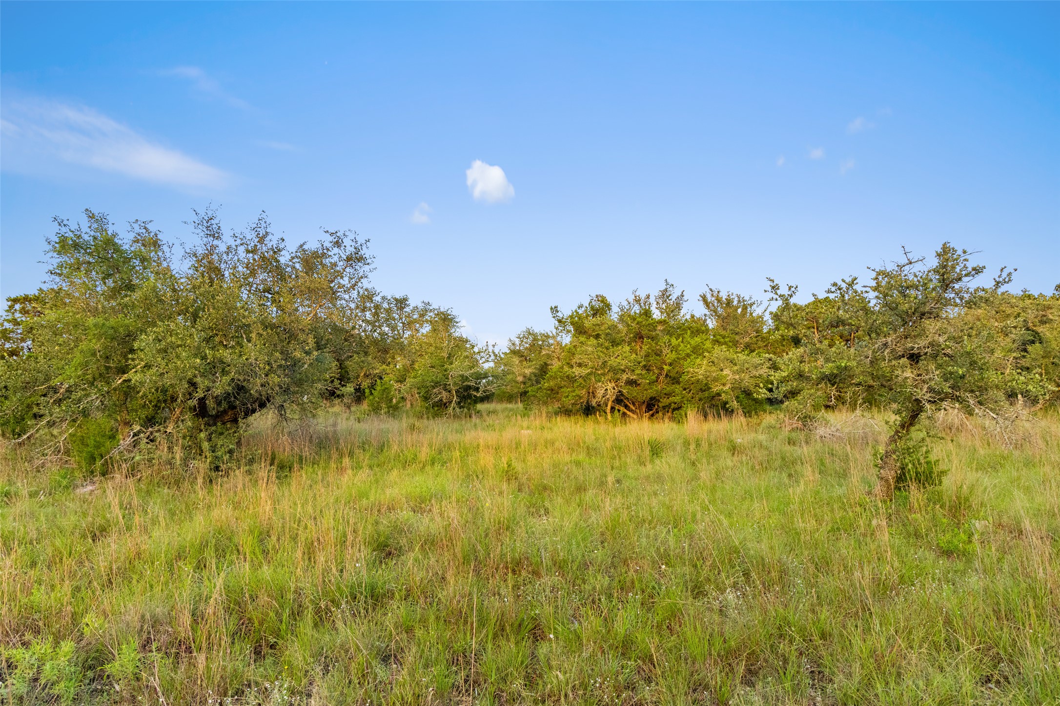 31890 Mirela Ann Road Dripping Springs, TX 78620 - Photo 8 of 13