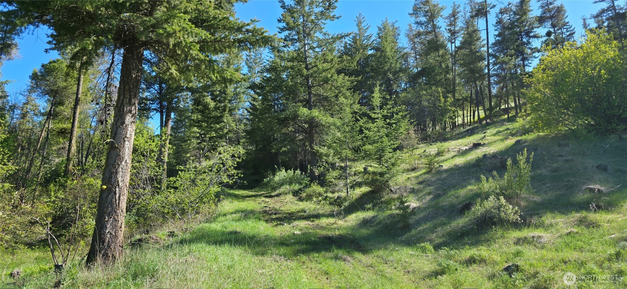 111 Ellemeham Mountain Road Oroville, WA 98844 - Photo 13 of 32 a view of a lush green forest