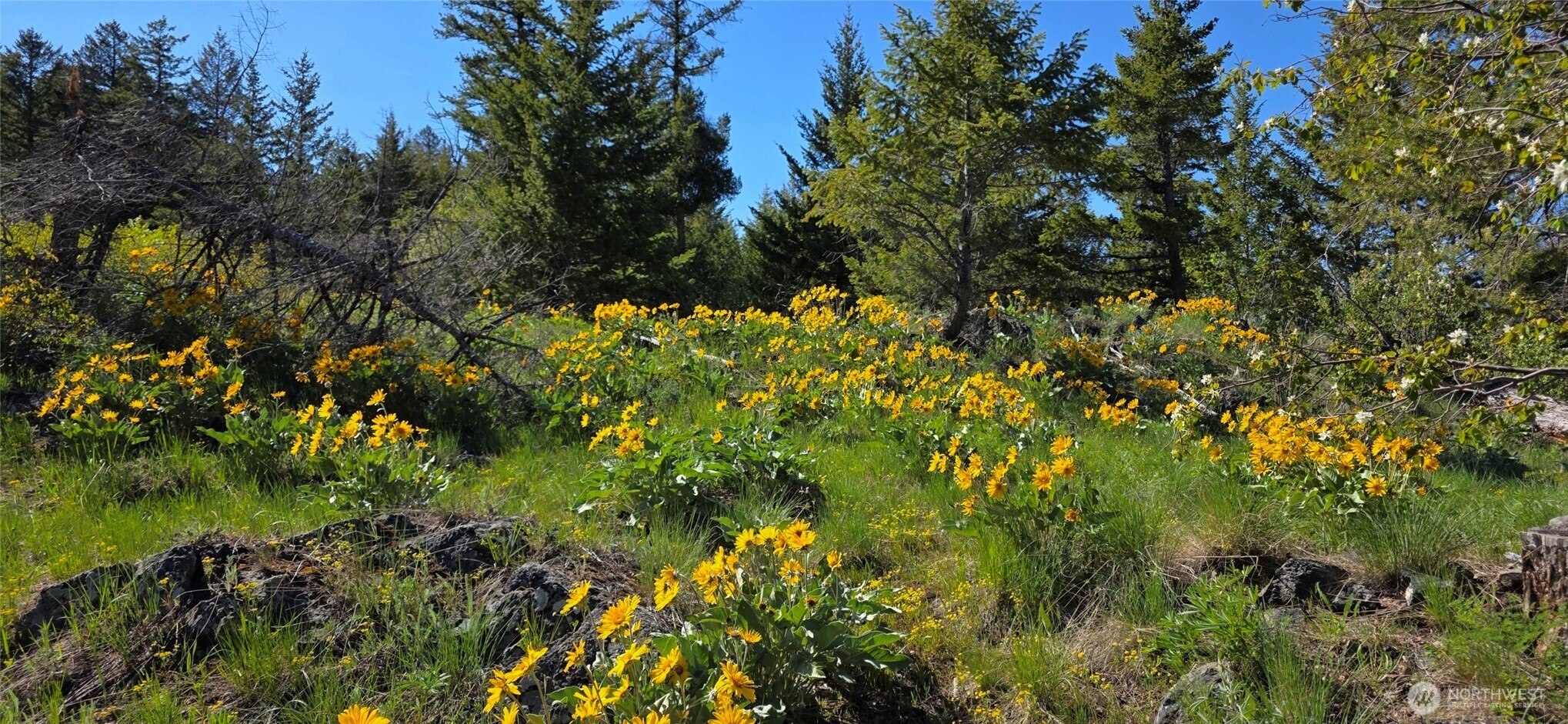 111 Ellemeham Mountain Road Oroville, WA 98844 - Photo 15 of 32 a view of a bunch of trees