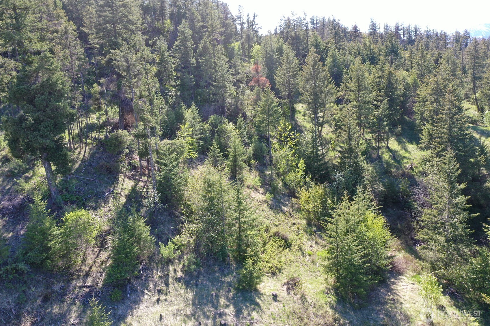 111 Ellemeham Mountain Road Oroville, WA 98844 - Photo 16 of 32 a view of a forest with a tree