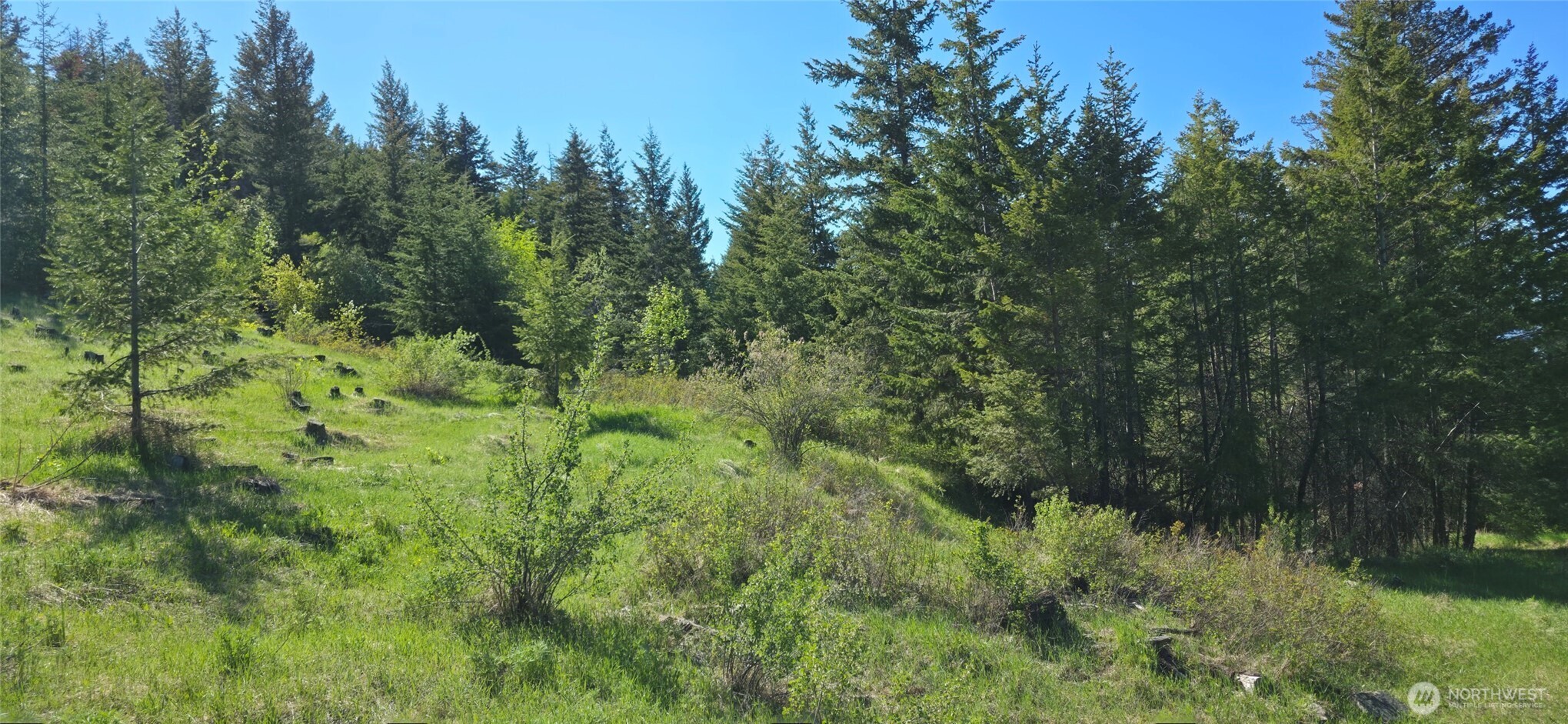 111 Ellemeham Mountain Road Oroville, WA 98844 - Photo 2 of 32 a view of a lush green forest