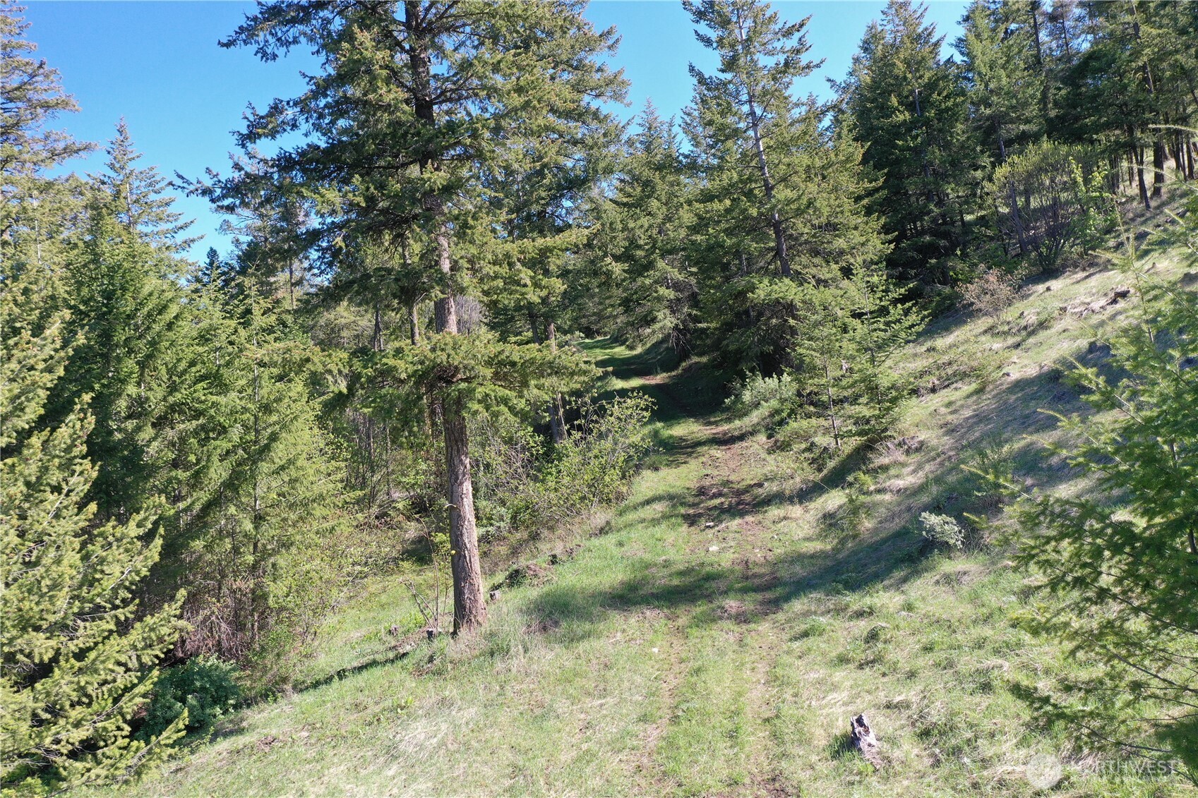 111 Ellemeham Mountain Road Oroville, WA 98844 - Photo 22 of 32 a view of a forest with trees