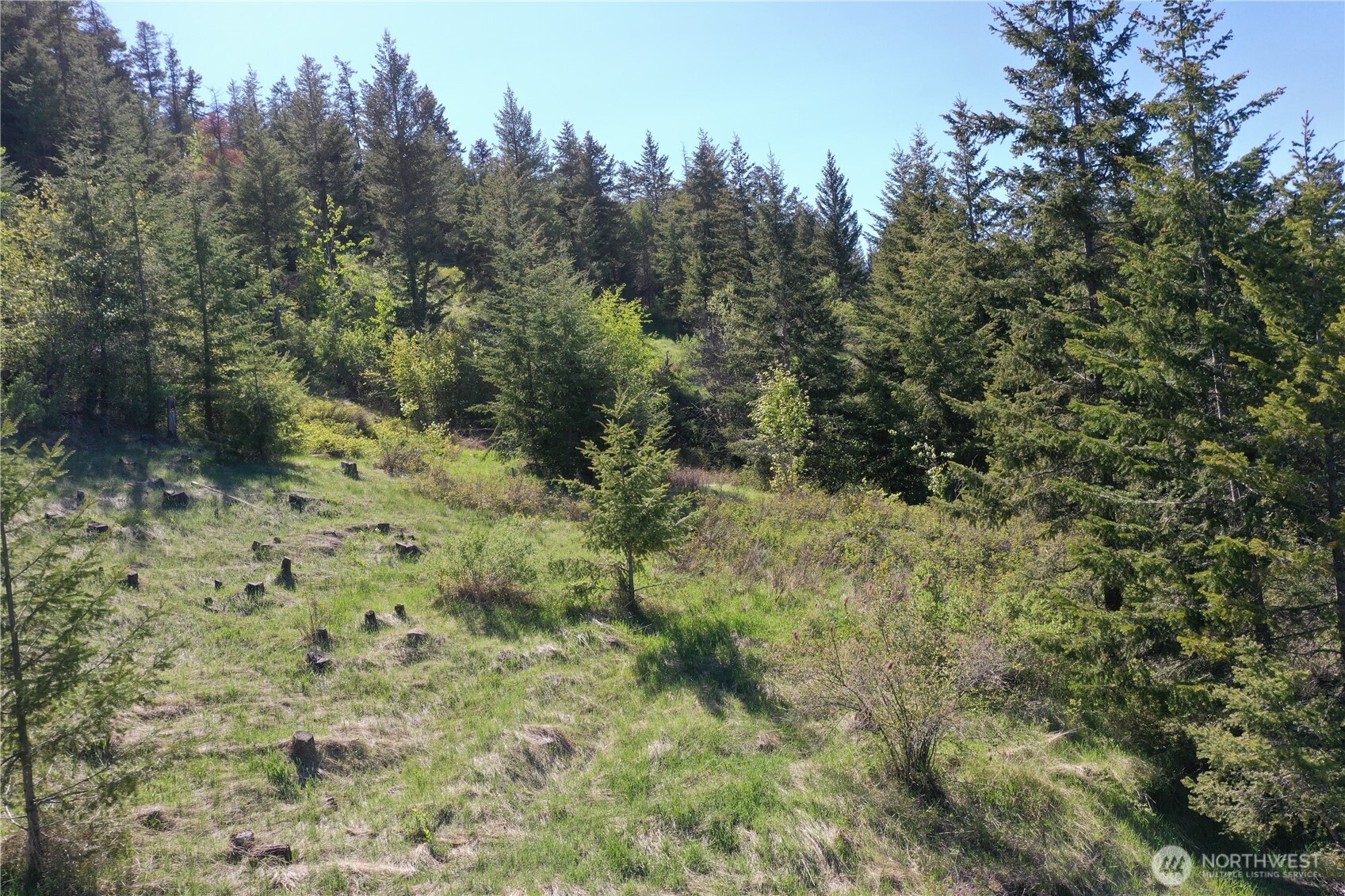 111 Ellemeham Mountain Road Oroville, WA 98844 - Photo 24 of 32 a view of a yard with a tree
