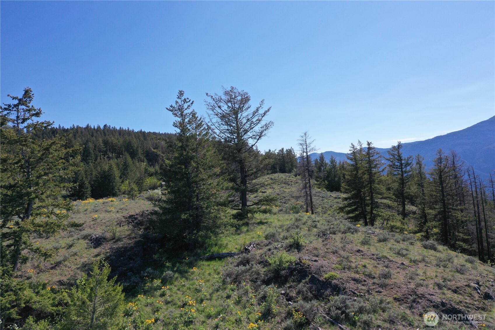 111 Ellemeham Mountain Road Oroville, WA 98844 - Photo 31 of 32 a view of a forest with a tree in the background