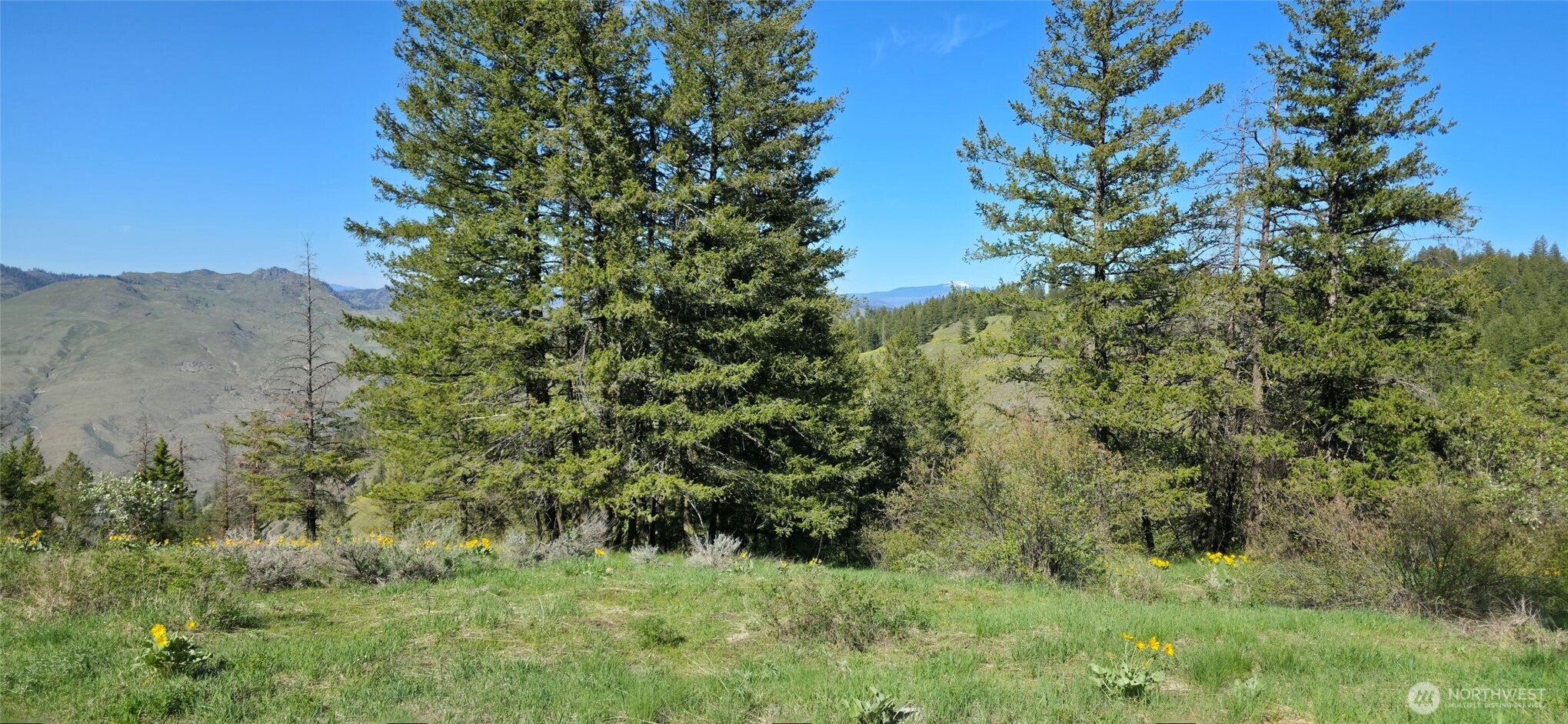 111 Ellemeham Mountain Road Oroville, WA 98844 - Photo 6 of 32 a view of a lush green forest with large trees