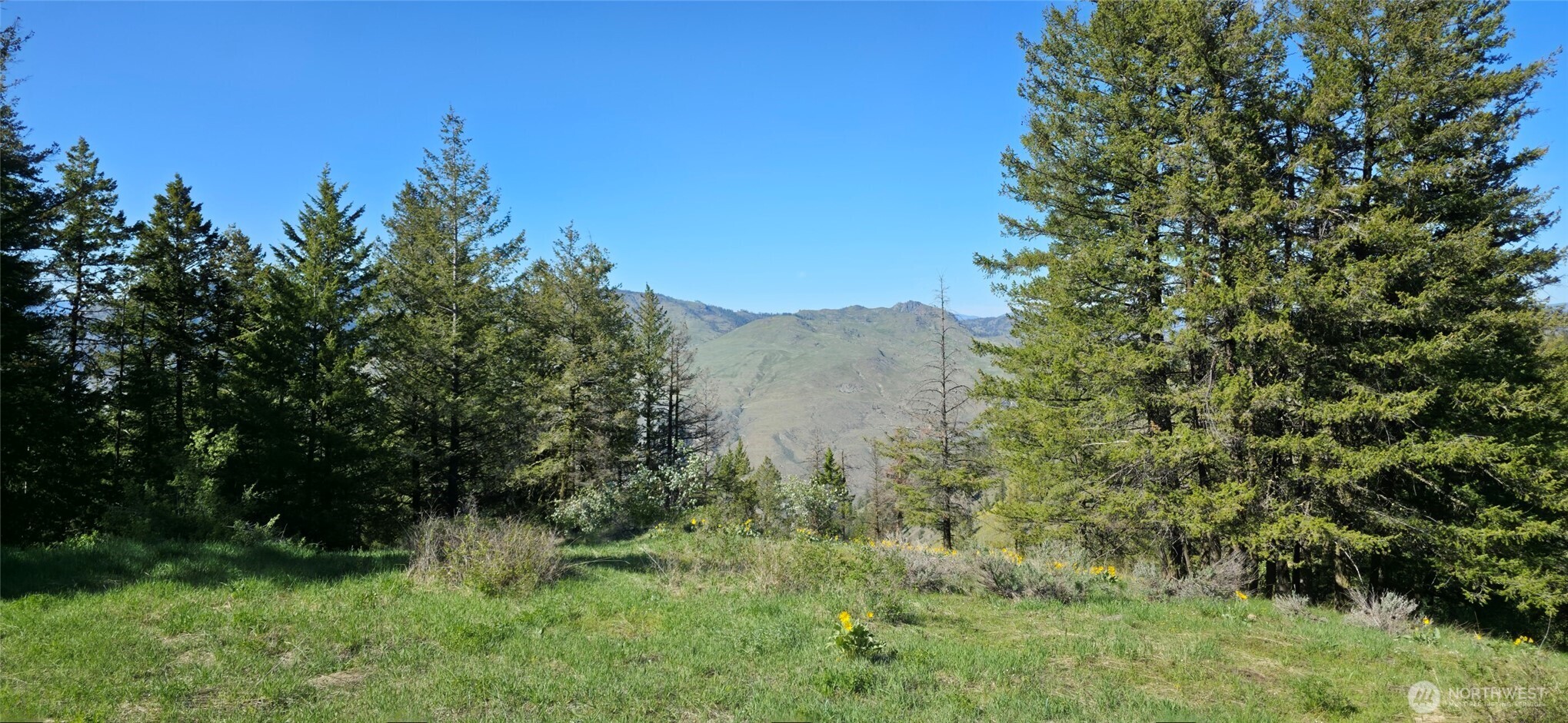 111 Ellemeham Mountain Road Oroville, WA 98844 - Photo 7 of 32 a view of a lush green space