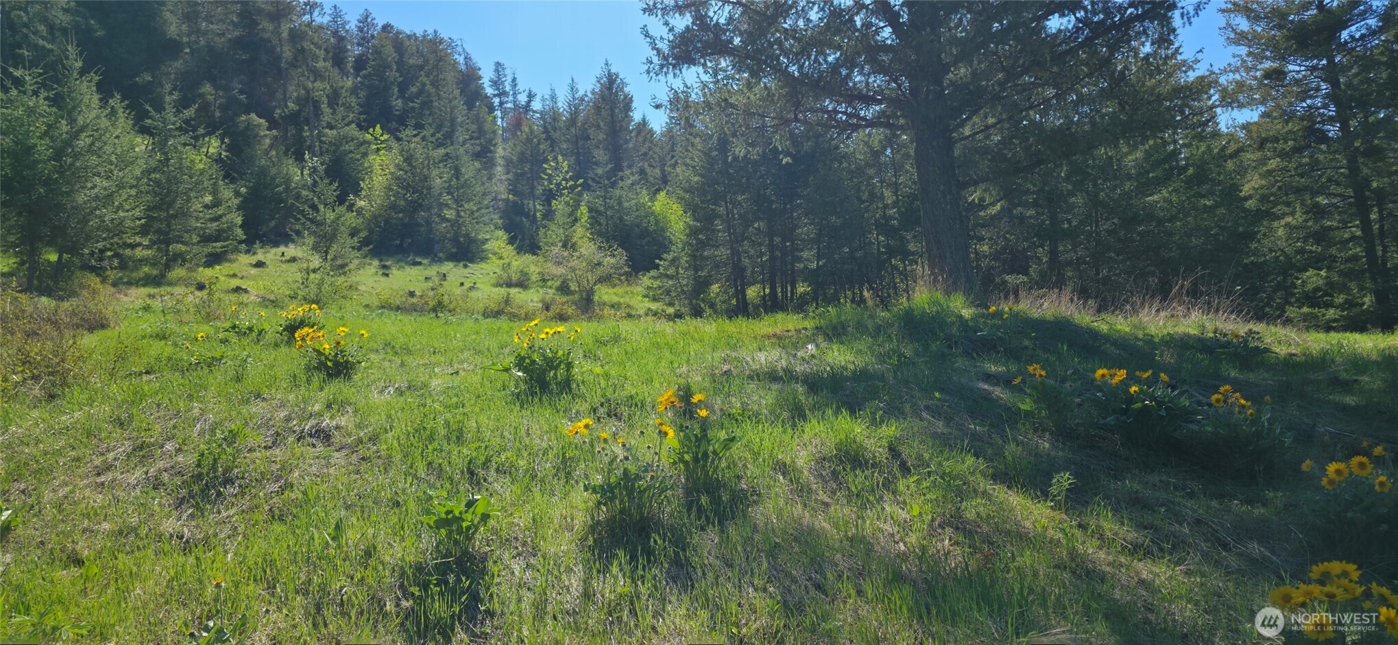 111 Ellemeham Mountain Road Oroville, WA 98844 - Photo 10 of 32 a view of a lush green forest