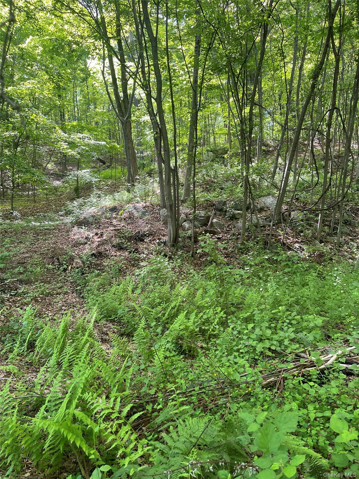 Old Church Road Putnam Valley, NY 10579 - Photo 7 of 26 a view of a lush green forest