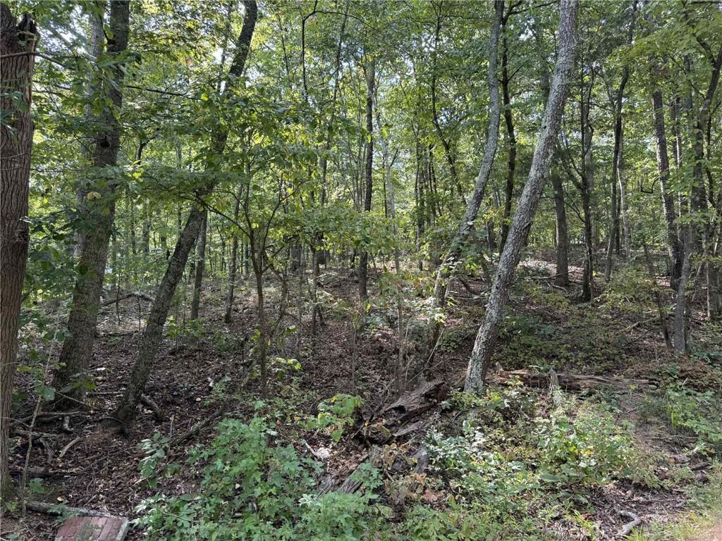 0 Cagle Road Northeast Fairmount, GA 30139 - Photo 11 of 12 a view of a forest with trees in the background
