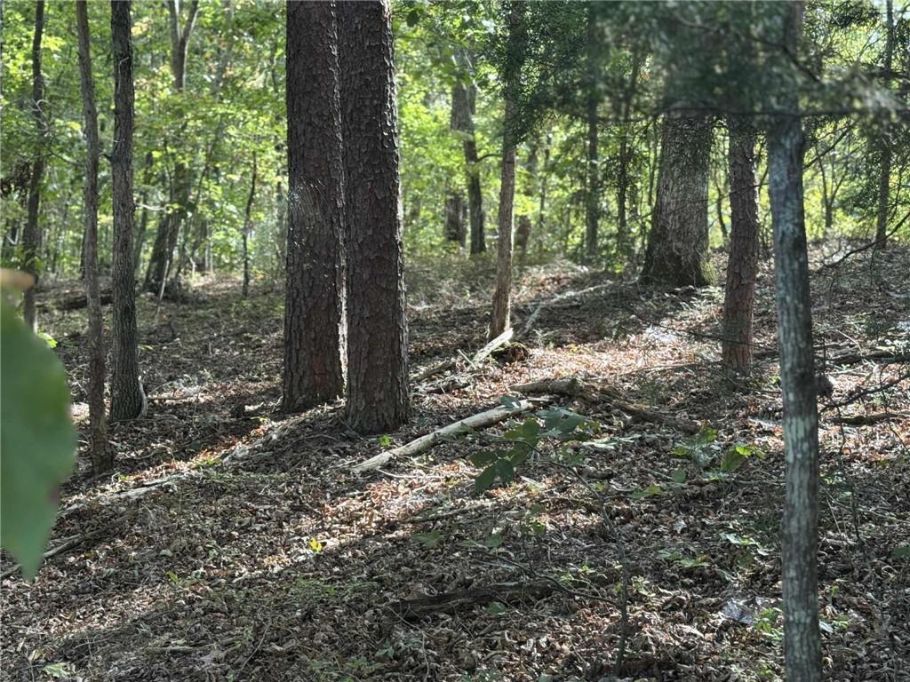 0 Cagle Road Northeast Fairmount, GA 30139 - Photo 3 of 12 a view of a forest with trees