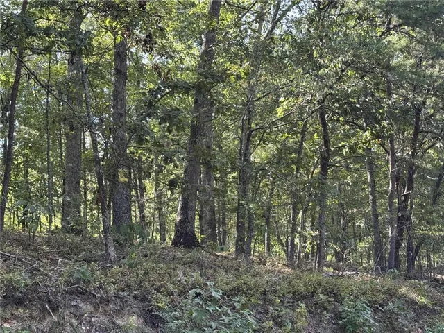 a view of a forest with trees in the background