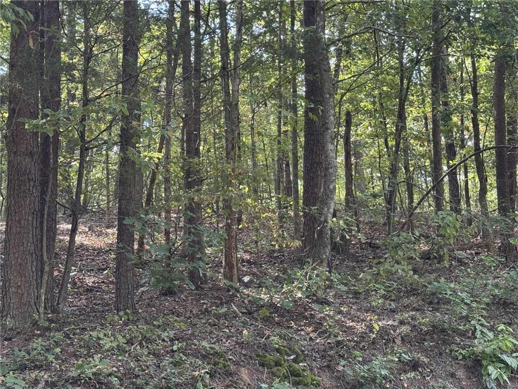 0 Cagle Road Northeast Fairmount, GA 30139 - Photo 6 of 12 a view of forest