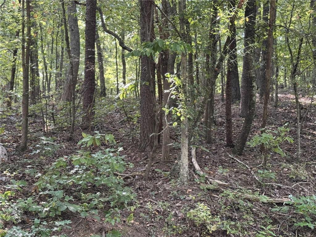 0 Cagle Road Northeast Fairmount, GA 30139 - Photo 7 of 12 a view of forest