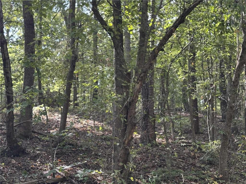 0 Cagle Road Northeast Fairmount, GA 30139 - Photo 8 of 12 a view of a forest with trees