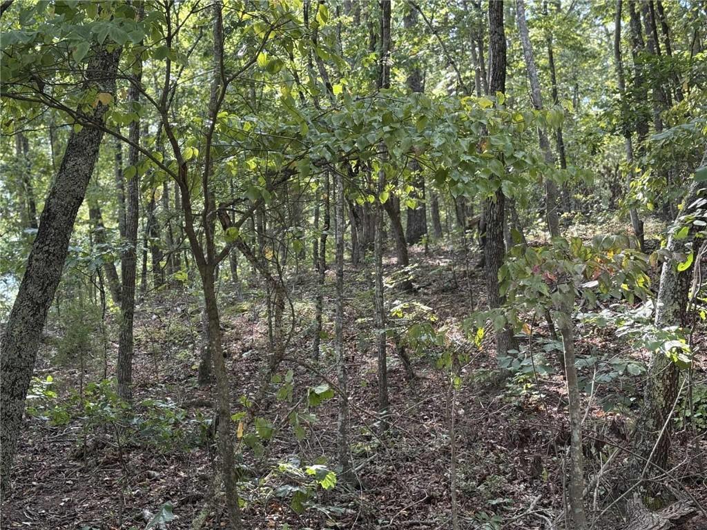 0 Cagle Road Northeast Fairmount, GA 30139 - Photo 9 of 12 a view of forest