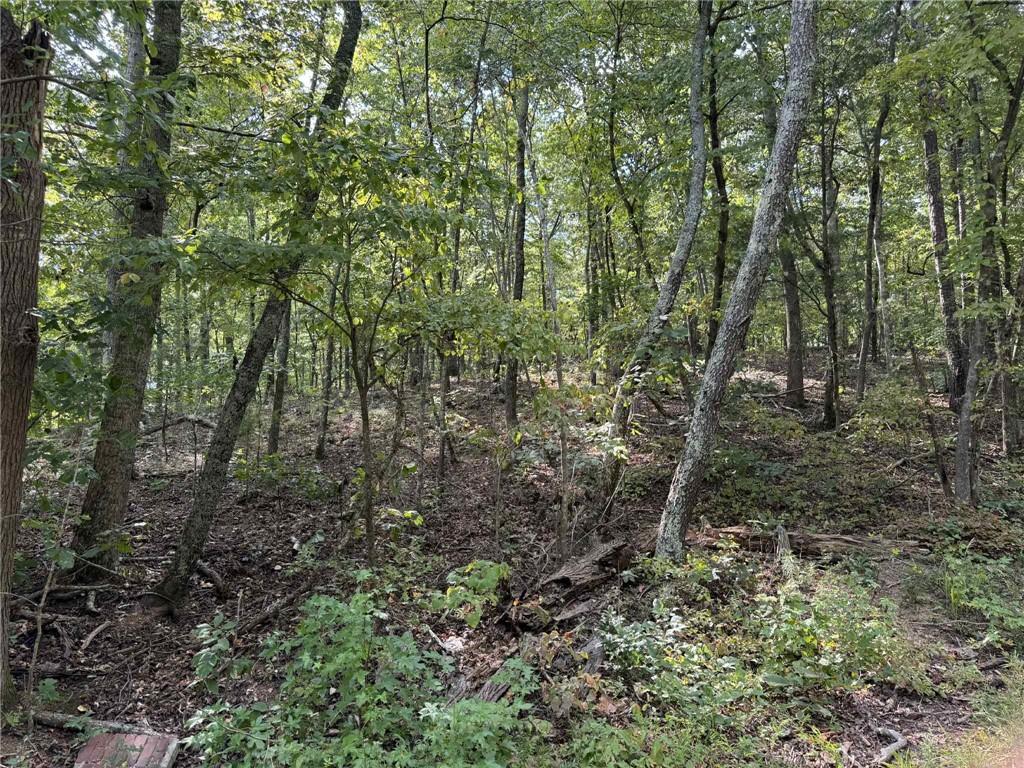 0 Cagle Road Northeast Fairmount, GA 30139 - Photo 10 of 12 a view of a forest with trees in the background