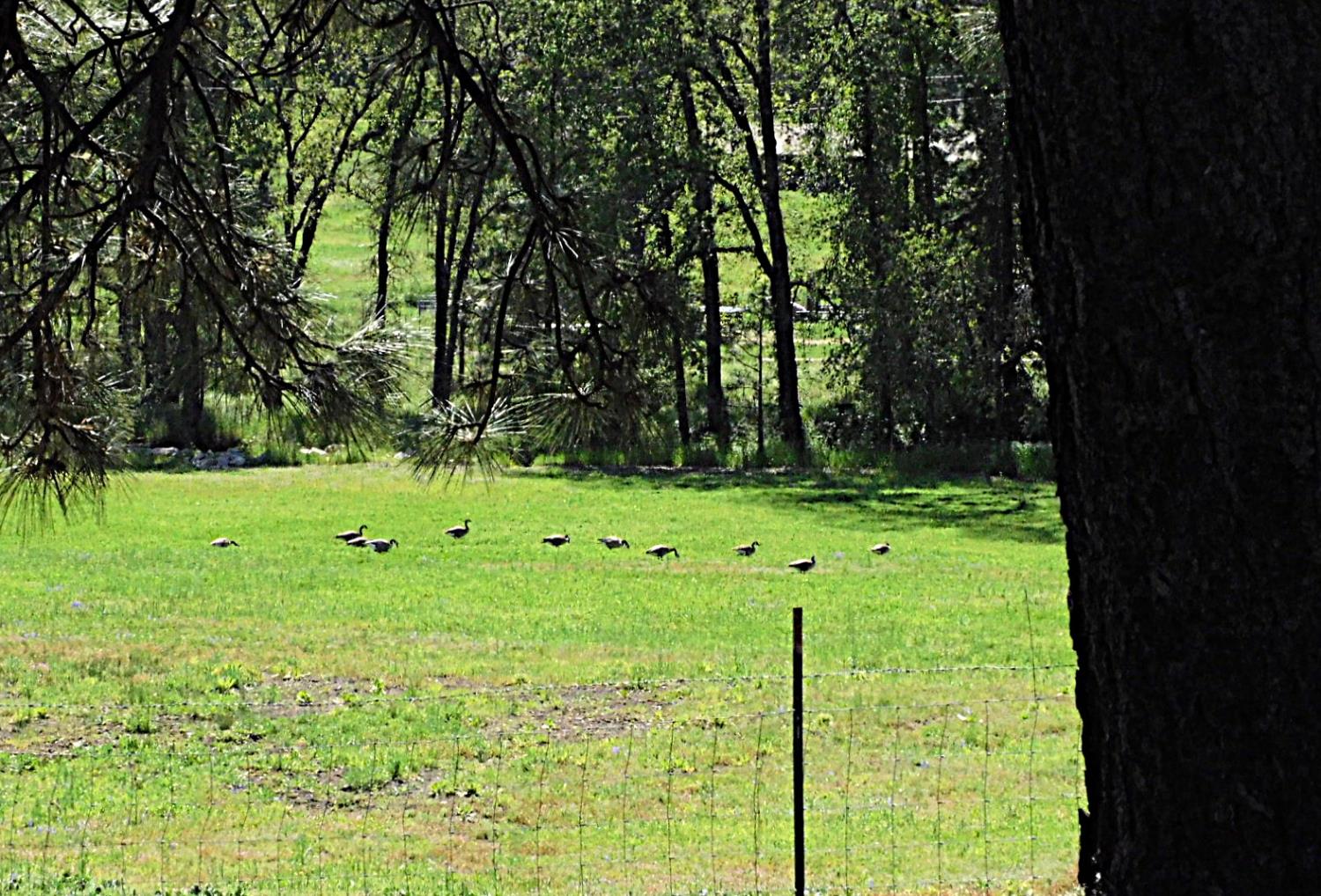 4360 Pleasant Valley Road Placerville, CA 95667 - Photo 68 of 71 Canadian Geese, Turkeys, Quail, and Deer frequently visit the meadow!