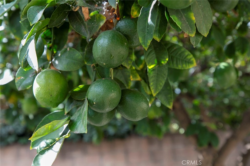 13166 Aztec Street Sylmar, CA 91342 - Photo 30 of 48 a view of a plant