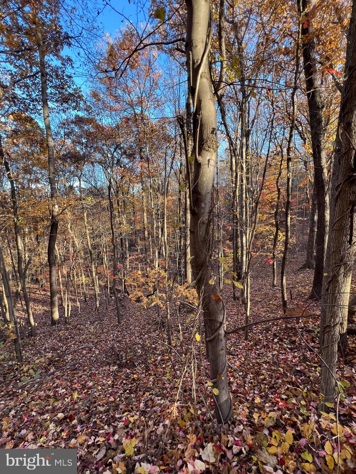 0 Timberline Ridge Road Front Royal, VA 22630 - Photo 12 of 19 a backyard of a house with lots of green space