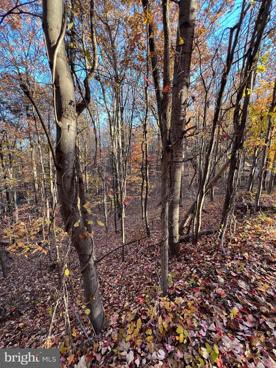 0 Timberline Ridge Road Front Royal, VA 22630 - Photo 13 of 19 a backyard of a house with lots of green space