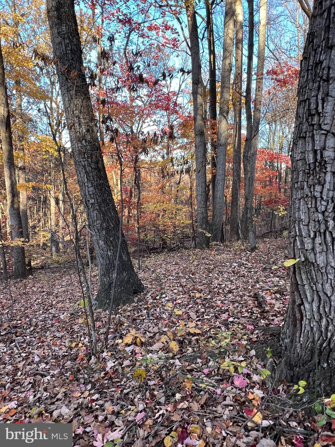 0 Timberline Ridge Road Front Royal, VA 22630 - Photo 15 of 19 a backyard of a house with lots of green space