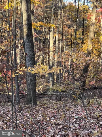 a view of a yard with a trees