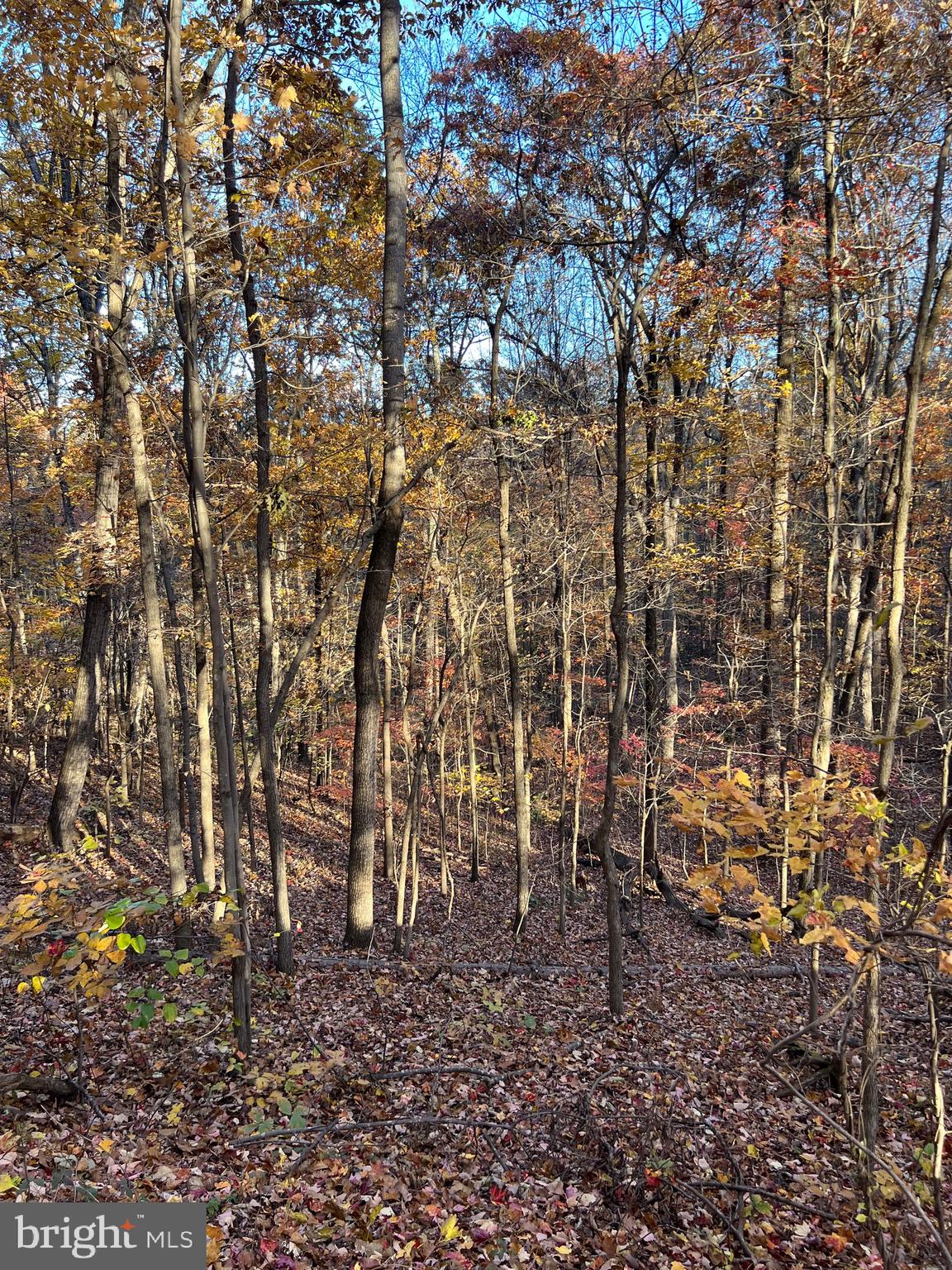 0 Timberline Ridge Road Front Royal, VA 22630 - Photo 19 of 19 a view of a yard with a trees
