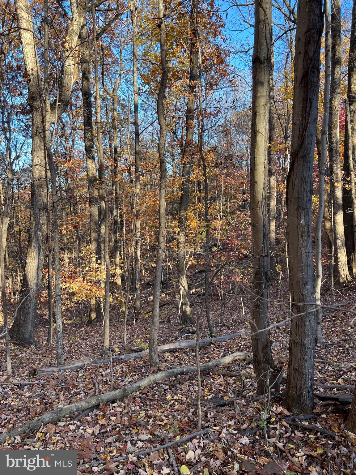 0 Timberline Ridge Road Front Royal, VA 22630 - Photo 4 of 19 a view of a yard with lots of trees