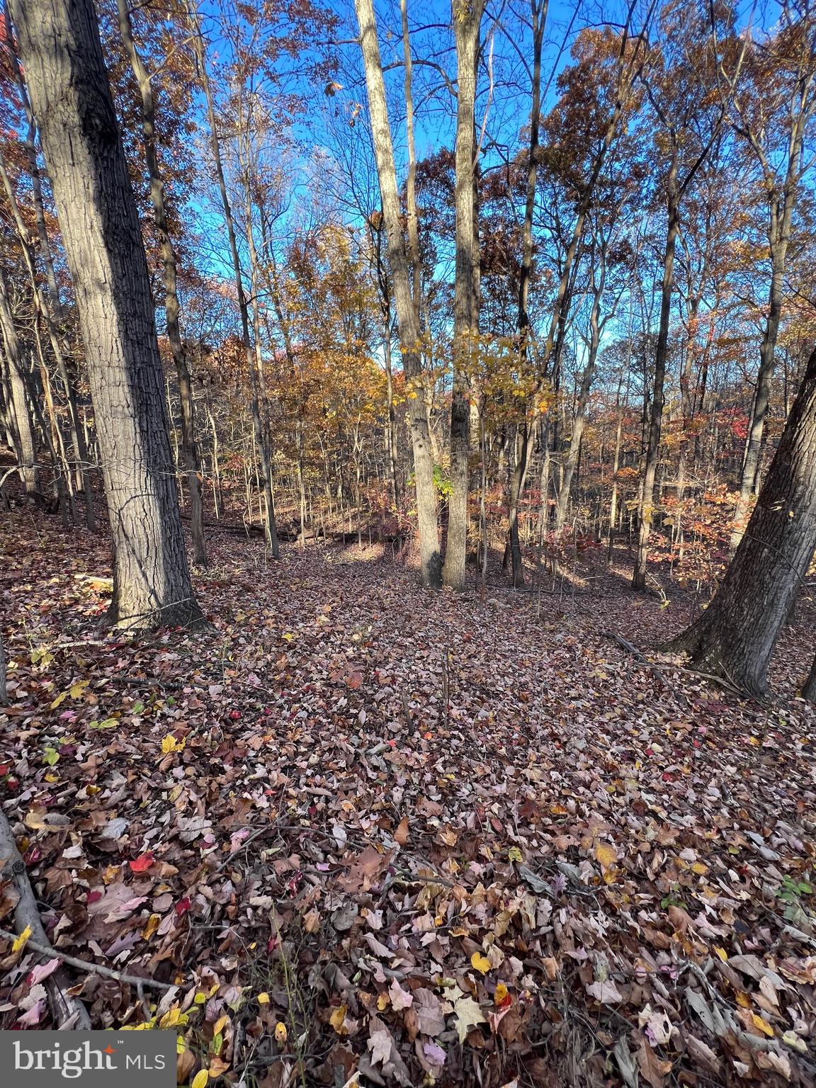 0 Timberline Ridge Road Front Royal, VA 22630 - Photo 6 of 19 a view of a yard with a tree