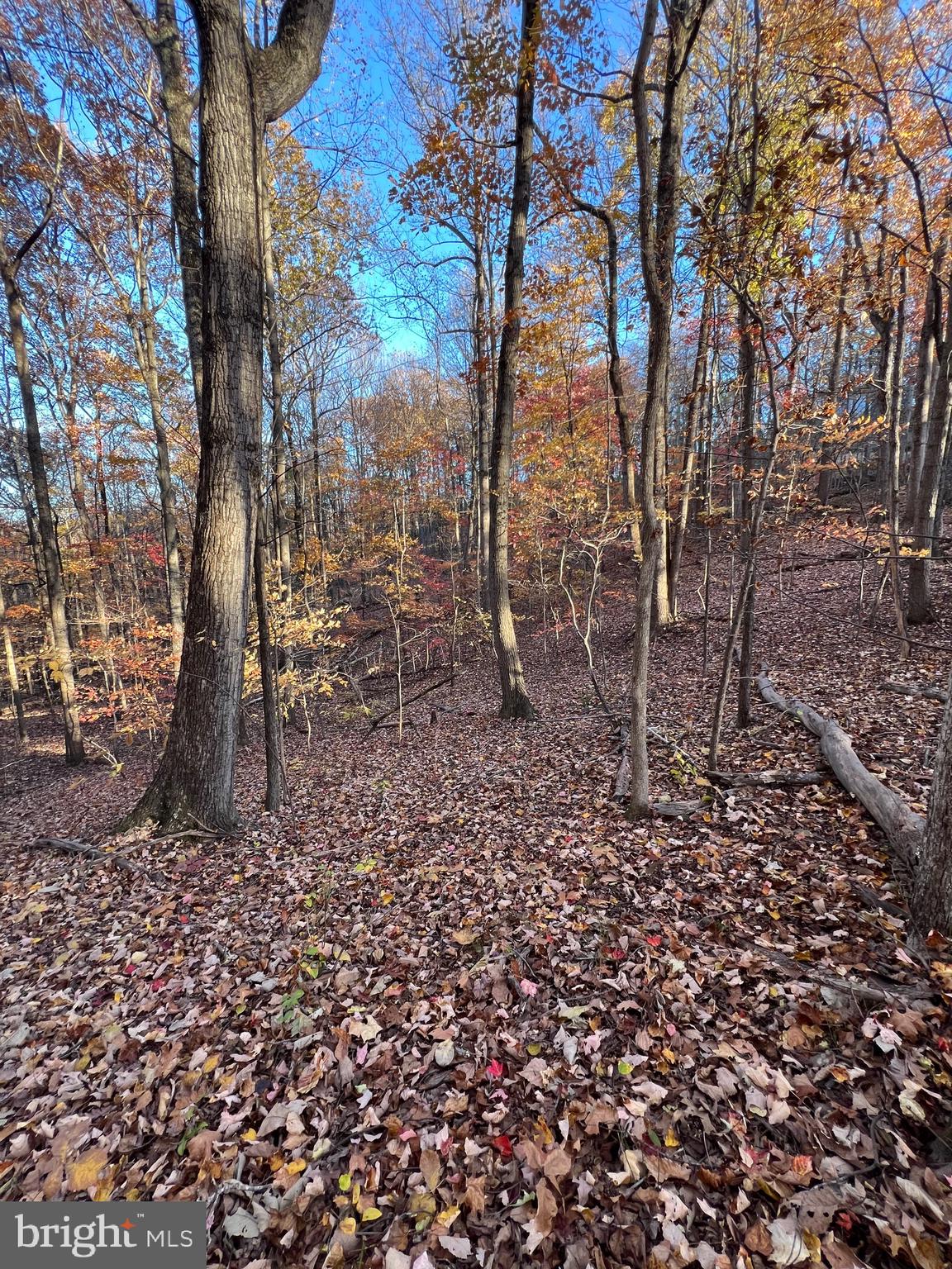 0 Timberline Ridge Road Front Royal, VA 22630 - Photo 7 of 19 a view of a yard